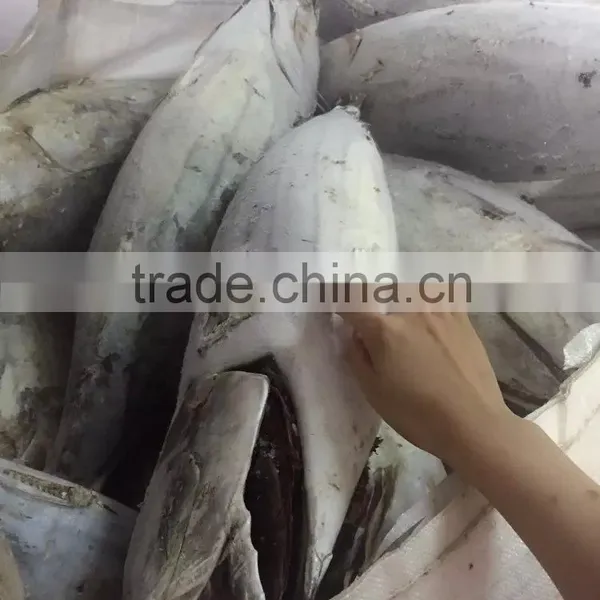 Longline Frozen Skipjack Tuna ( Katsuwonus Pelamis) photo-3
