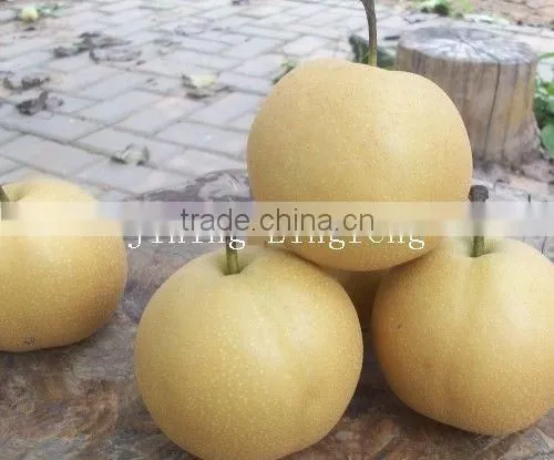 2016 Good Quality of the ya Pear photo-4
