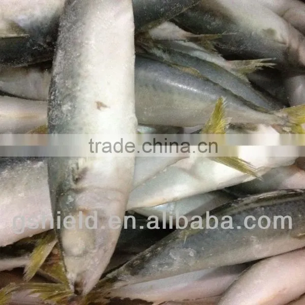 New Fishing Frozen IQF 60-70g Pacific Mackerel in 2016 photo-5