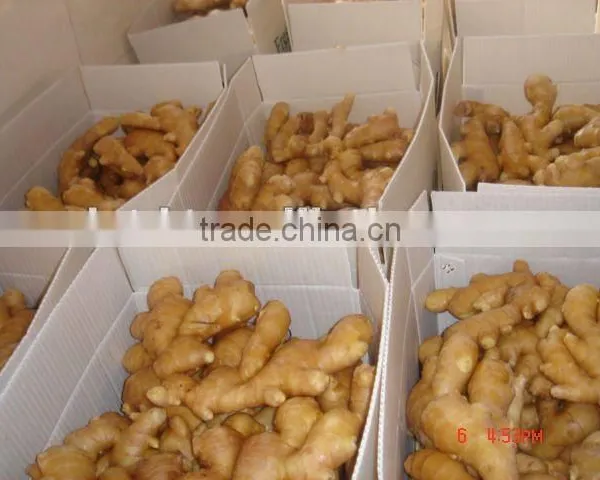 Organic ginger root at China ginger market price