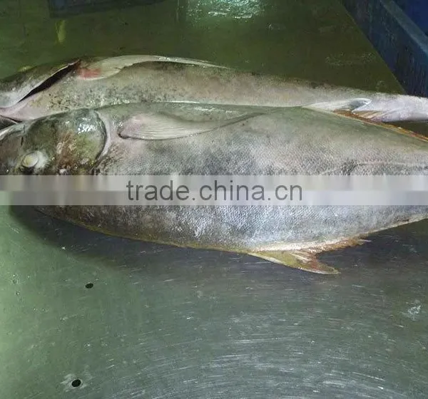 Caranx Sexfasciatus Frozen Bigeye Trevally Fish photo-3
