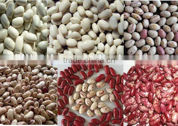 2015 Crop Kidney Bean