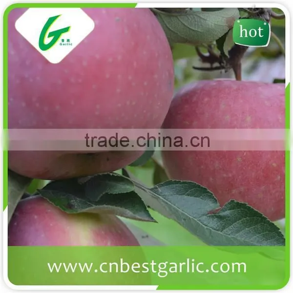 Fresh Good Taste Fuji Apple Exporter in China photo-4