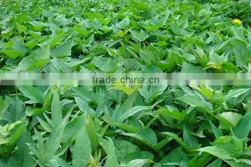 Frozen Sweet Potato Leaves photo-2