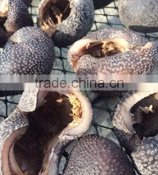 Vietnam Dried Sea Cucumber