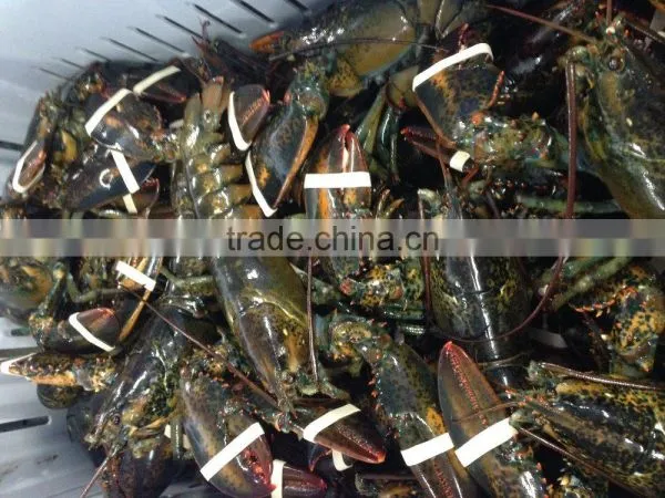 Live Canadian Lobster