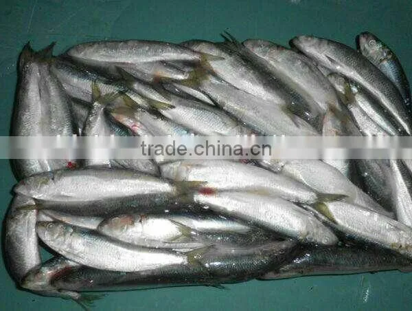 2016 High Quality Frozen Sardine for Bait photo-2