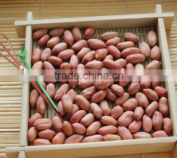Groundnut Peanut Kernels photo-3