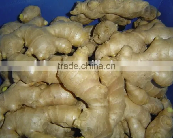Fresh Ginger photo-6