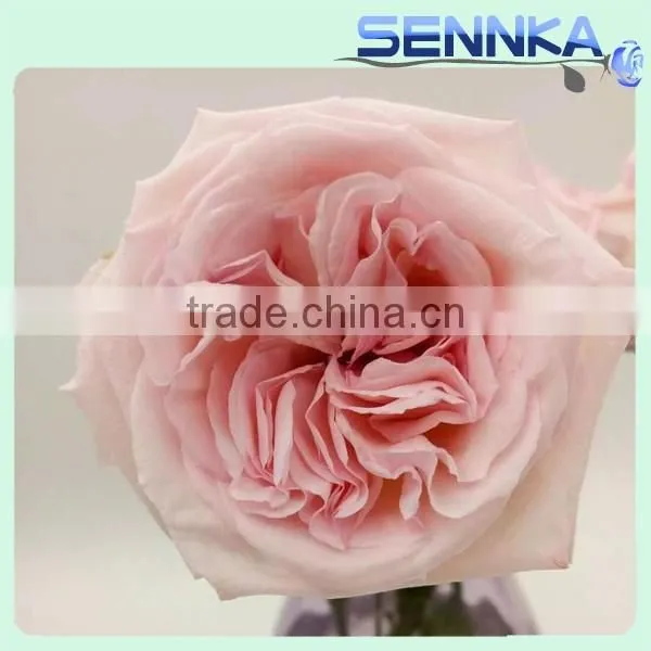 Hot Sale Preserved Flower Natural Preserved Pink Roses photo-2