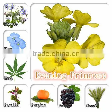Hot Sale Supplement Evening Primrose Oil From China photo-2