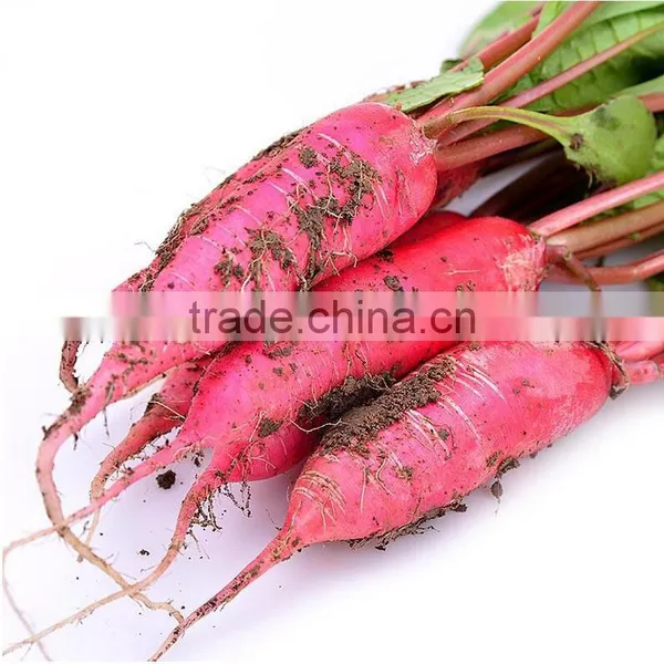 Cold Resistant Radish Seeds 501