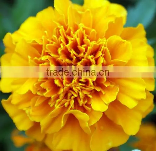 Beautiful Carnation Plants Fresh Cut Carnation Flower Supply photo-2