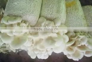 Electric Clutch-brake Mushroom Bagging Machine +8618637188608 photo-2
