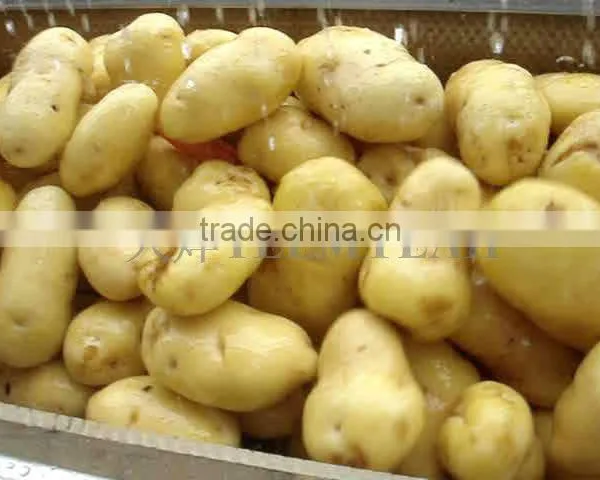 TW-1500A Potato Cleaning Peeling Machine photo-5