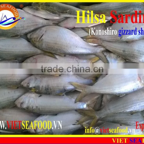 FROZEN HILSA SARDINE