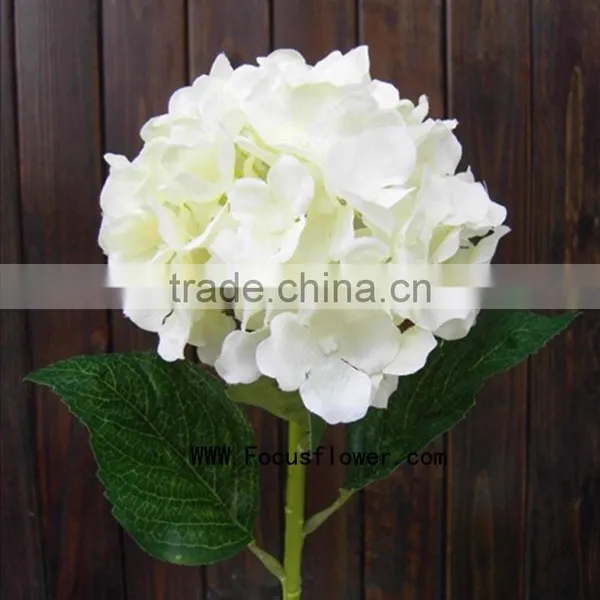 Quality Anthurium Flowers Hobby Lobby Wholesale Flowers Fresh Cut Flower Buyer Factory Prize Supply photo-2
