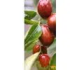 Jujube Juice, Jujube Concentrated Butter Processing Line Equipment