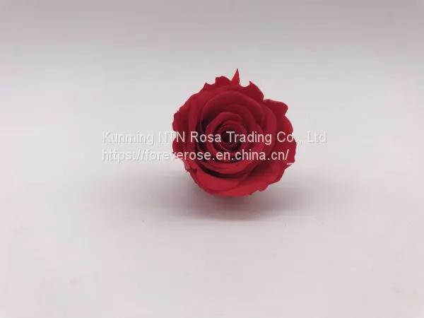 A Grade Everlasting Fresh Flower Decoration Rose Preserved Rose Head photo-2