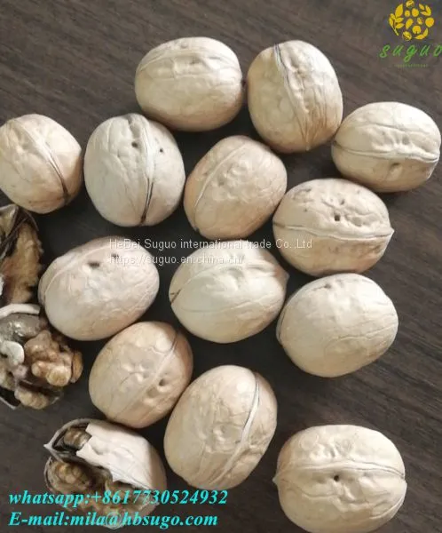 2020 Wholesaler Best Price 33 Walnuts Inshell for Sale photo-4