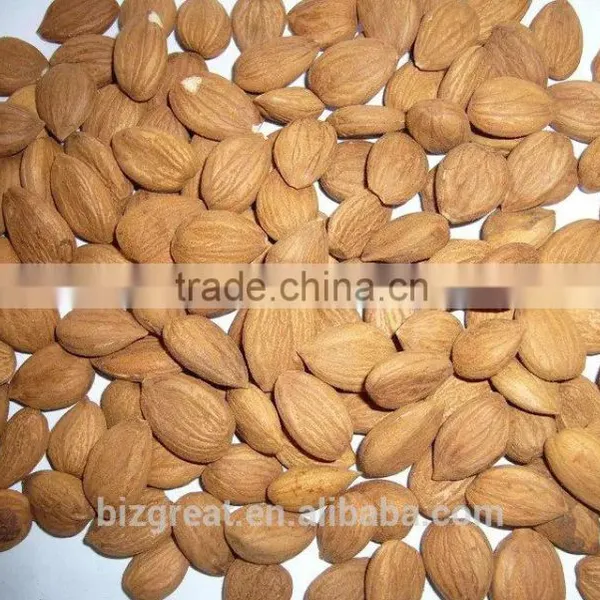 Supply With Chinese Bulk Sweet Apricot Kernels Youyi Type With Good Quality for Sales photo-3
