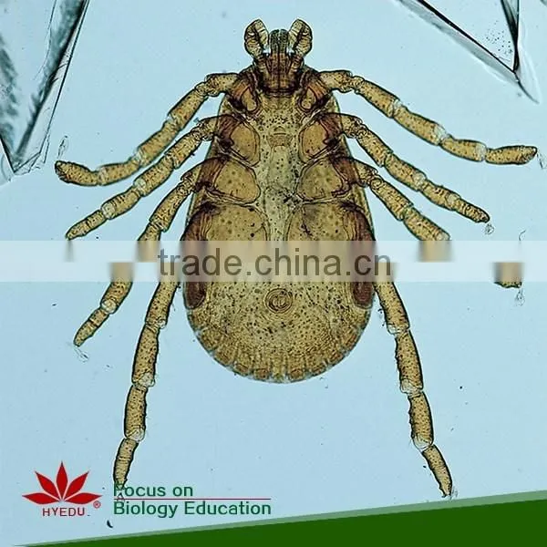 Supply Animal Round Coverglass Student Biological Teaching Slides Individual Microscope Prepared Slide photo-2