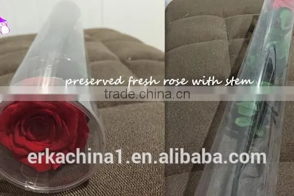 Natural Preserved Roses With Stems photo-5