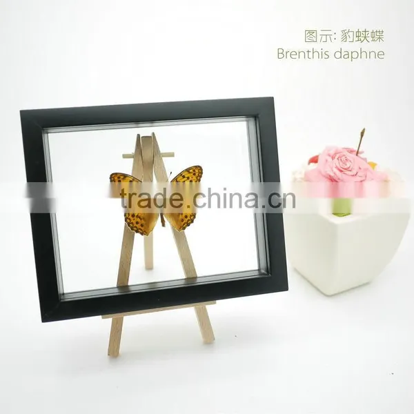 FOUSEN(039) Nature& Art Natural Species Glass Frame Gift photo-2