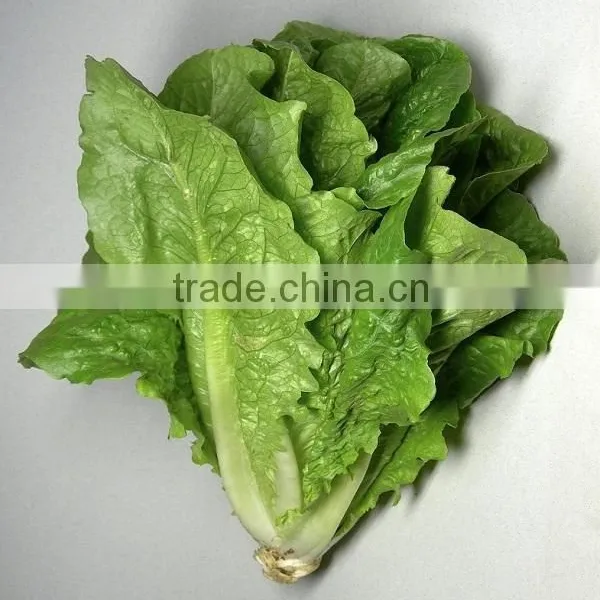Lettuce photo-5