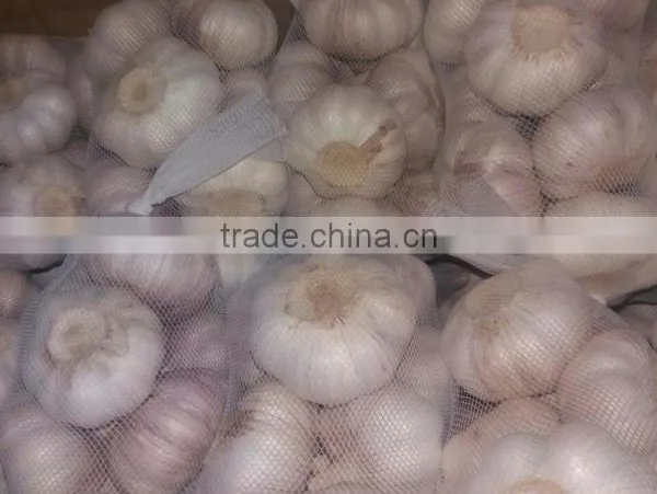 500g normal white garlic