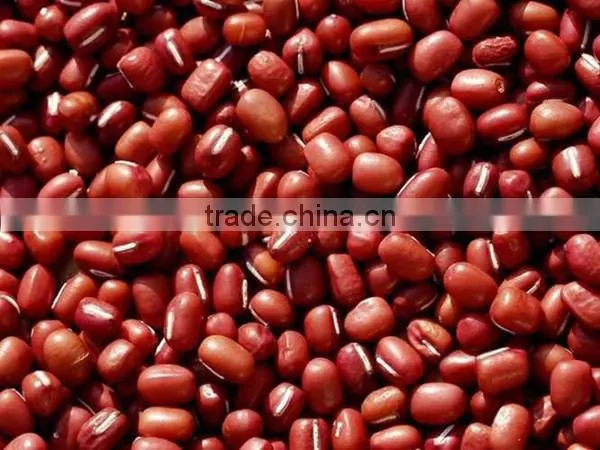 The Largest Supplier of Red Kidney Beans in China photo-3