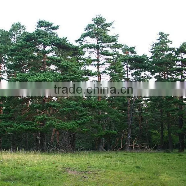 Changpai Scotch Pine Seedling photo-6