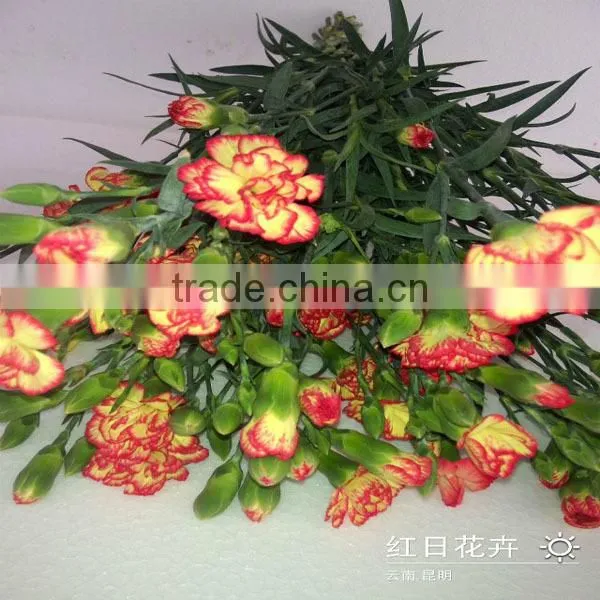 Pictures Fresh Cut Spray Carnation Flowers From Kunming Flower Planting Base photo-3