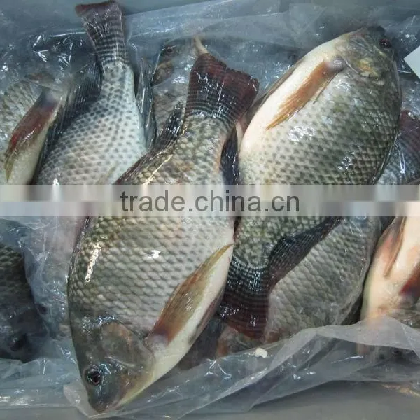 Whole & Round Frozen Tilapia photo-2