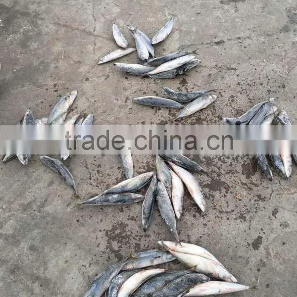 Pacific Mackerel 250-300g Seafrozen 2015 photo-2