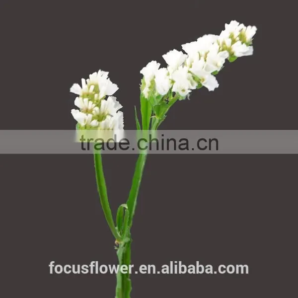 Artificial Plants Statice White Cut Fresh Flowers For Gathering photo-2