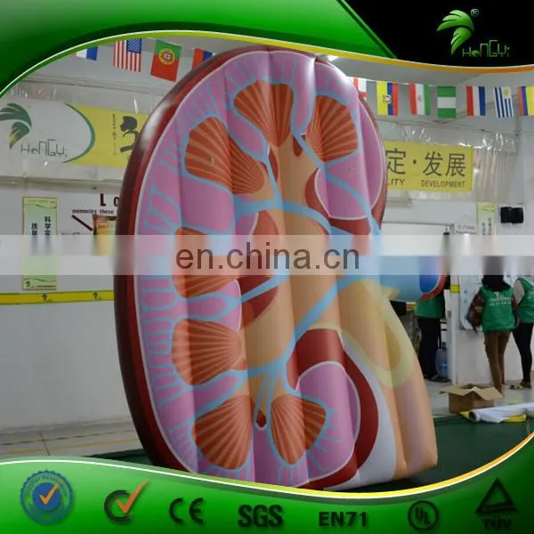 Custom Vivid Inflatable Kidney Replica , PVC Inflatable Artificial Organ Balloon , Inflatable Display Body photo-2