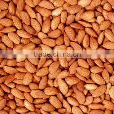 Bitter Apricot Kernel photo-1