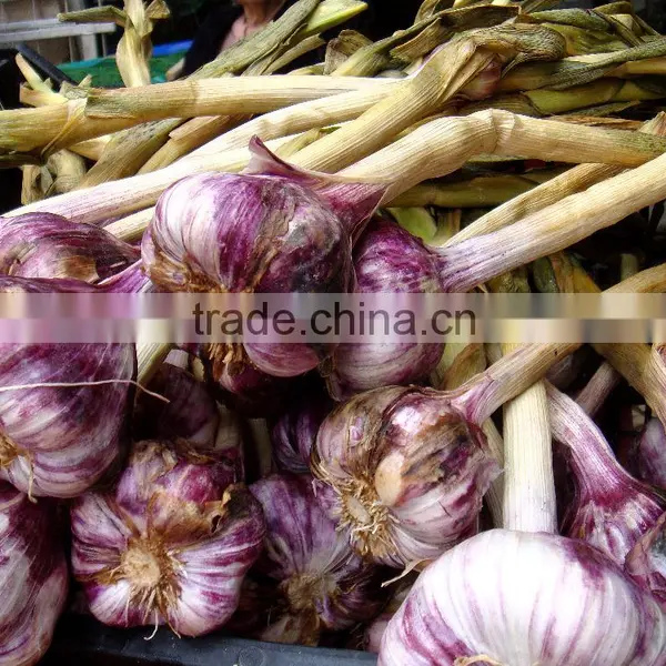 Garlic Seeds Garlic Price photo-3