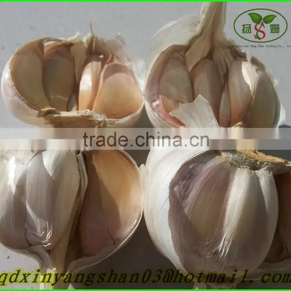 The Best Quality, Best Price, Best Exporters: 2015 Fresh Garlic! photo-3