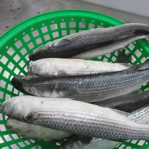 Frozen Gutted Grey Mullet photo-5