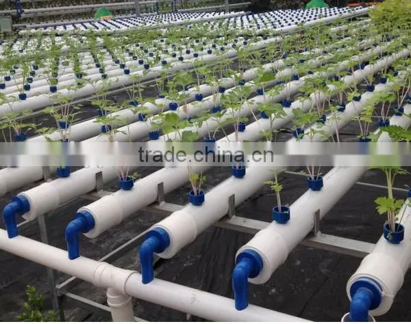Agricultural Greenhouse Flat Hydroponics photo-4
