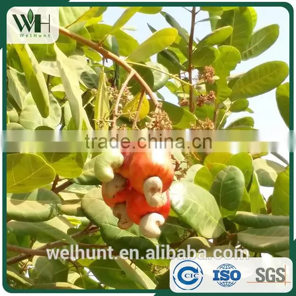 AFI Specs WW320 Vietnam Cashew Kernels photo-5