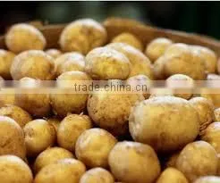 FRESH POTATO GRADE A