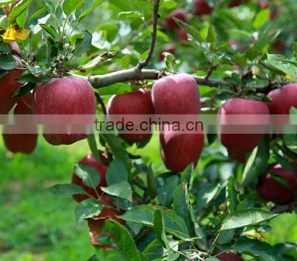 Red Delicious Apple Huaniu Apple Brand YiTian Fresh Red Delicious Apple photo-3