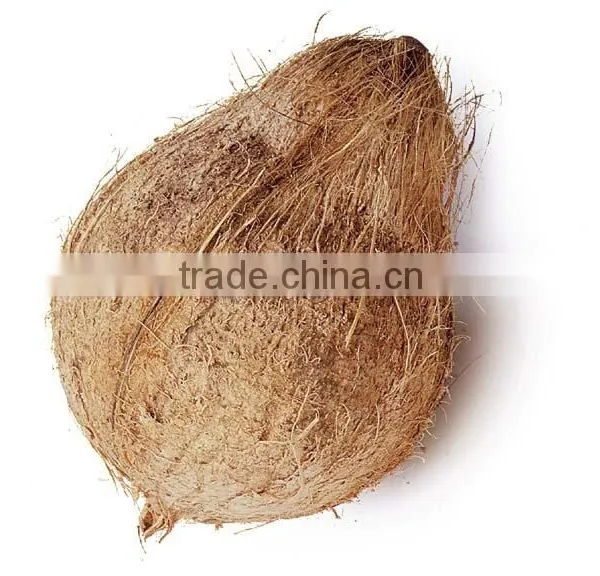 Well Seasoned Semi Husked Coconut photo-2