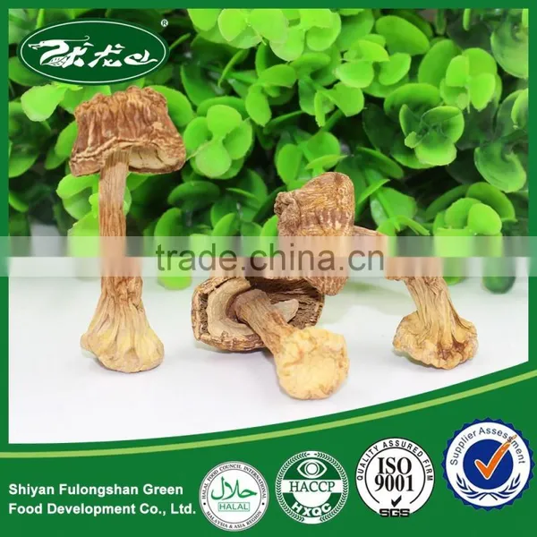 Wholesale Good Quality Dried Matsutake Mushroom photo-2