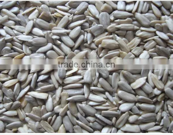 Surpplying Sunflower Kernels for Buyers