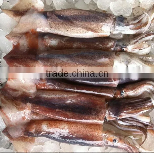 Frozen Squid Frozen Illex Argentinus Squid