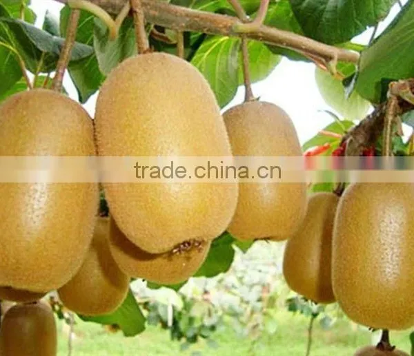 Leader Low Price Kiwi Washing and Peeling Machine for Food Processing photo-5